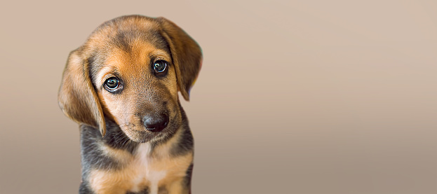 Relaxed domestic dog with copy space and brown background