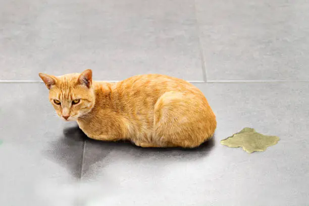 Photo of tabby cat urinating on the floor