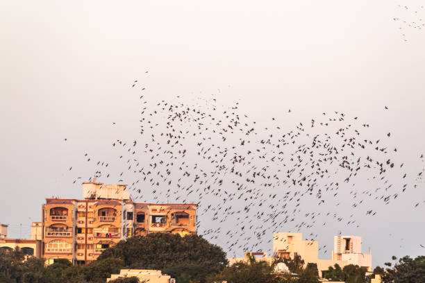istock Murmurations of starlings in Jamnagar 1288136490