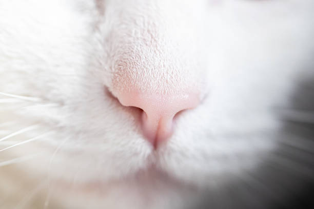 istock Clouse up the nose cat 1288136669