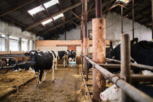 istock Cows in a farm. Dairy cows in a farm 1288137197