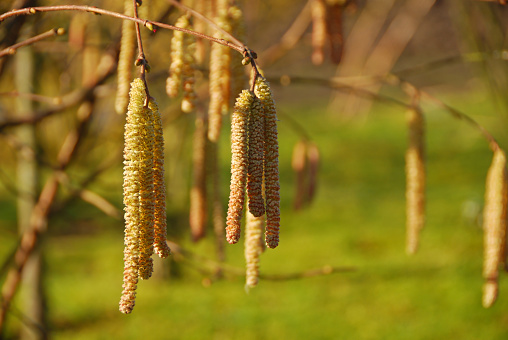 Winter: Mature male catkins ( ament)of a hazel tree hanging in a sunny and cold envoirment.