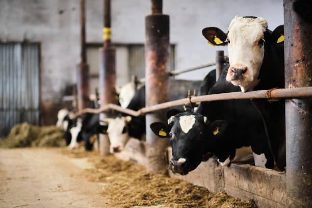 istock Cows in a farm. Dairy cows in a farm 1288137234