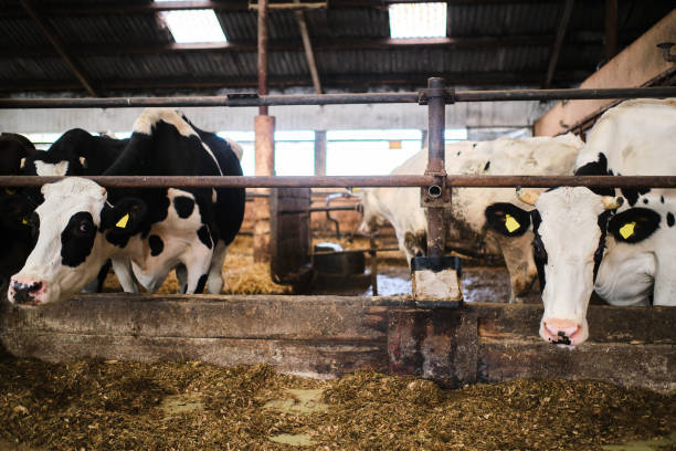 istock Cows in a farm. Dairy cows in a farm 1288137388