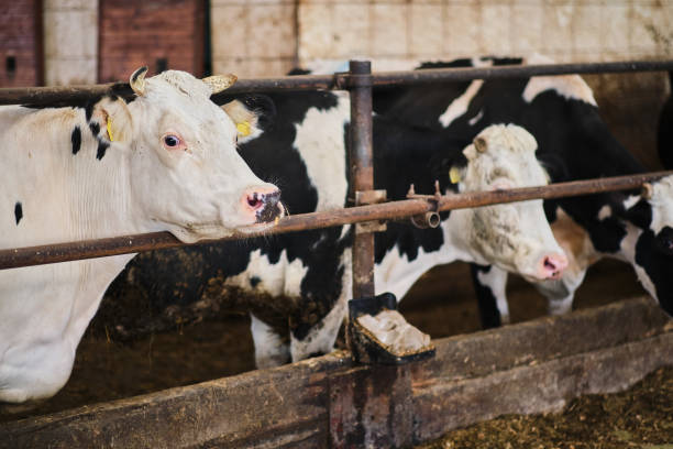 istock Cows in a farm. Dairy cows in a farm 1288137438