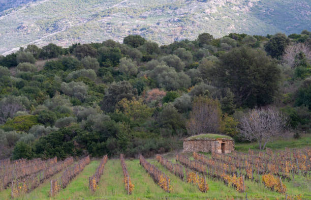 istock Stone barns found in Corsica 1288137806