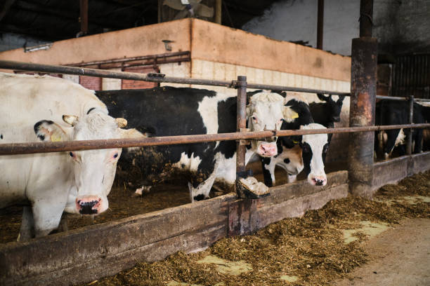 istock Cows in a farm. Dairy cows in a farm 1288138007