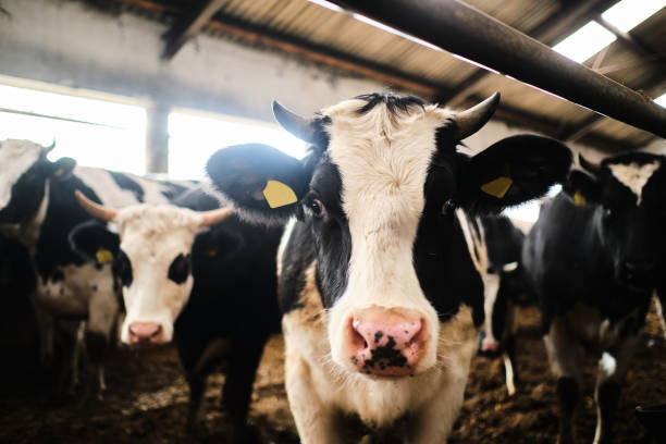 istock Cows in a farm. Dairy cows in a farm 1288138082