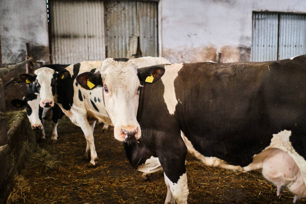 istock Cows in a farm. Dairy cows in a farm 1288138102