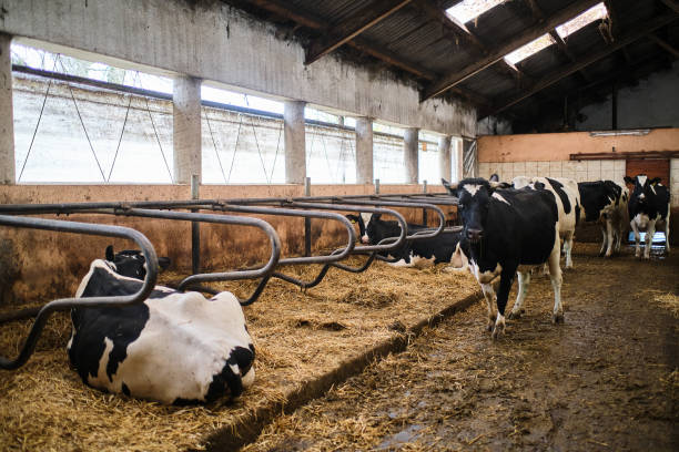 istock Cows in a farm. Dairy cows in a farm 1288138114
