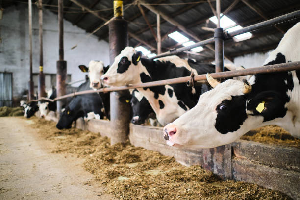 istock Cows in a farm. Dairy cows in a farm 1288138134