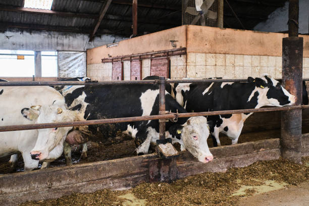 istock Cows in a farm. Dairy cows in a farm 1288138145