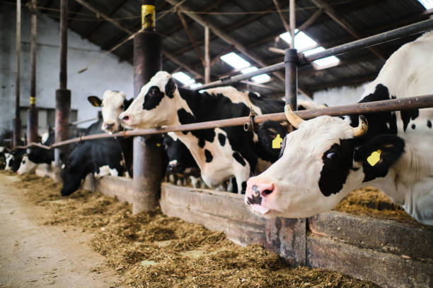 istock Cows in a farm. Dairy cows in a farm 1288138159