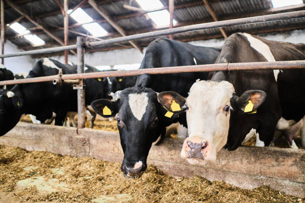 istock Cows in a farm. Dairy cows in a farm 1288138160
