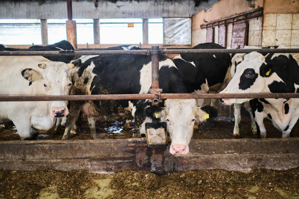 istock Cows in a farm. Dairy cows in a farm 1288138161