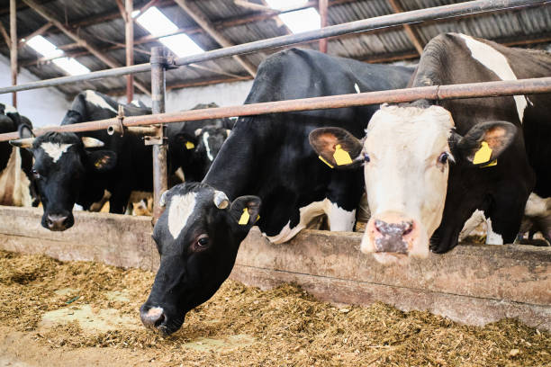 istock Cows in a farm. Dairy cows in a farm 1288138162