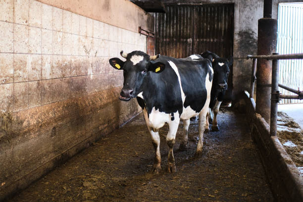 istock Cows in a farm. Dairy cows in a farm 1288138163