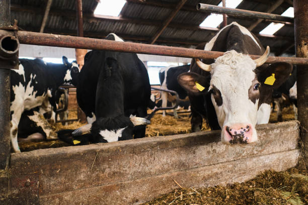 istock Cows in a farm. Dairy cows in a farm 1288138192