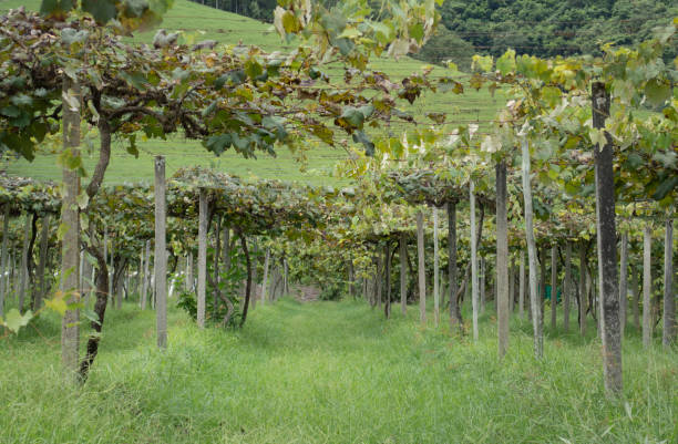 istock Vineyard in a field in southern Brazil 1288139645