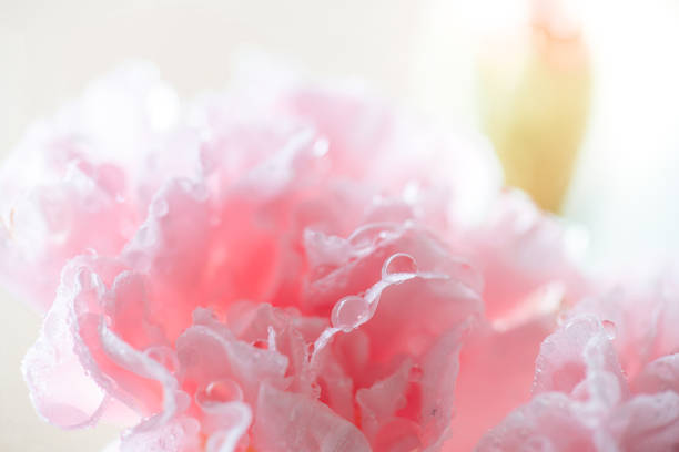 istock pink carnation in drops after rain 1288140925