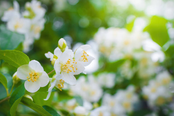 istock Twig with white jasmine flower in spring 1288141151