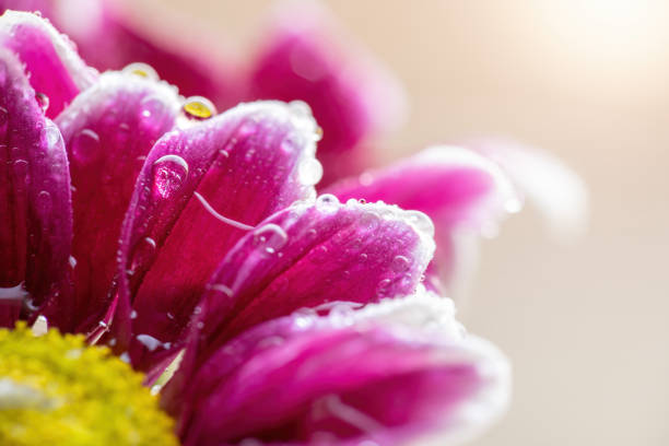 Chrysanthemum close-up with drops of water on the petals.