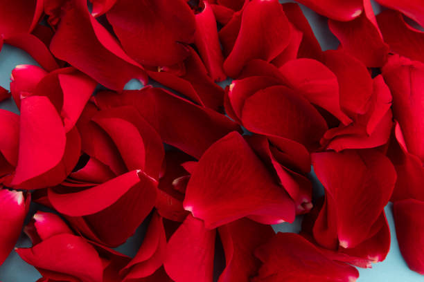 istock Close up of red rose petals on blue background 1288141876