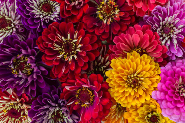 istock Colorful floral background 1288142299