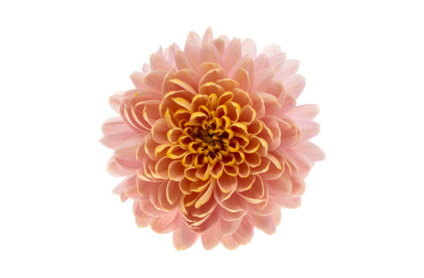 istock chrysanthemum flower isolated 1288143508