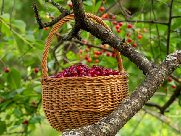 istock Sour cherries in a cherry tree garden 1288144320