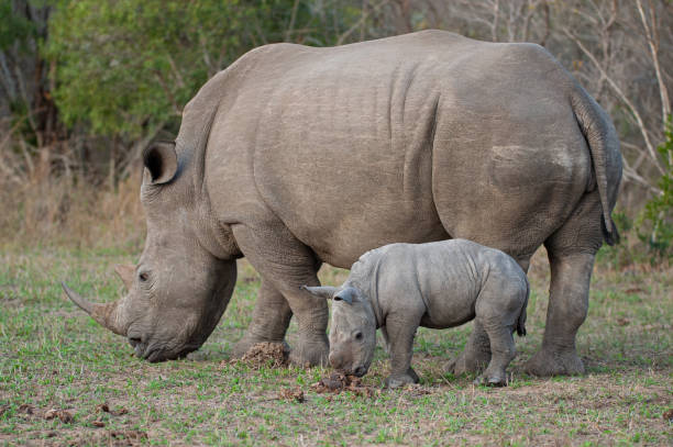 biały rhino krowa i małe cielę - nosorożec biały zdjęcia i obrazy z banku zdjęć