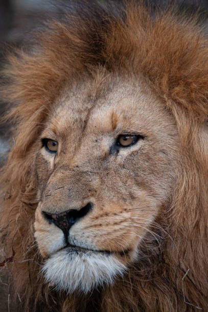 istock Male Lion Portrait 1288144446
