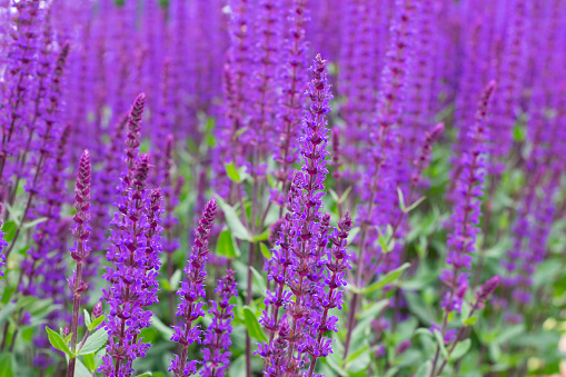 Group of violet flowers Salvia nemorosa \