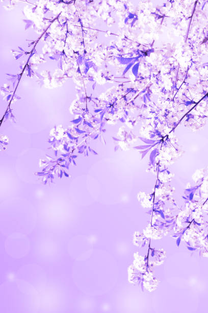 istock Lovely vertical background made of blooming cherry tree branch with shiny blurred sparkles 1288144871