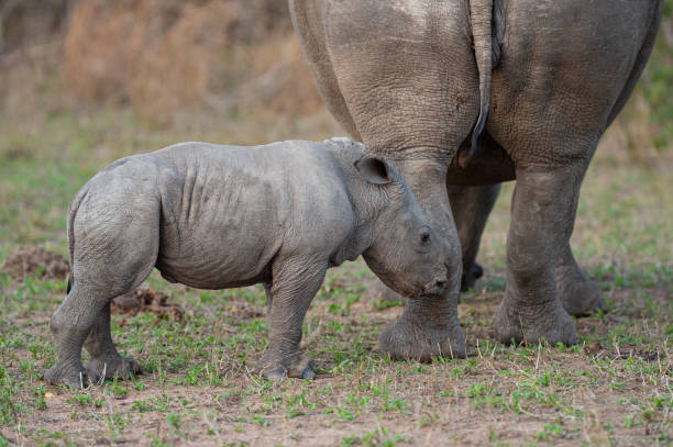 istock White Rhino Cow and Tiny Calf 1288145730