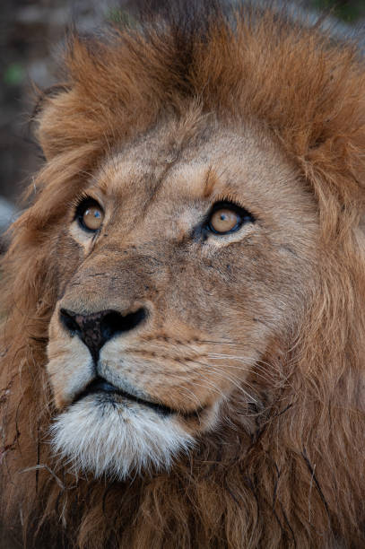 istock Male Lion Portrait 1288145816
