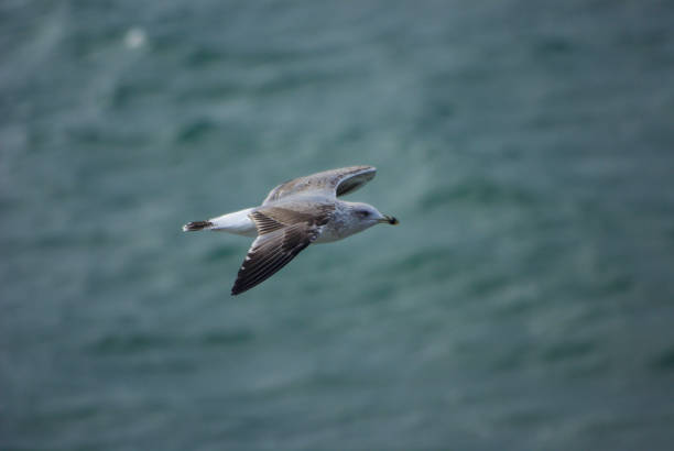 istock Seagull flying above the sea on a sunny day 1288146800