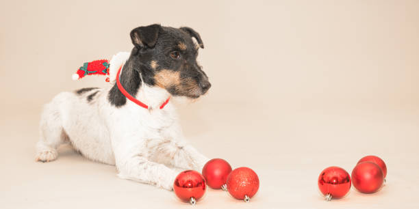 istock little cute Jack Russell Terrier Christmas dog 1288146947