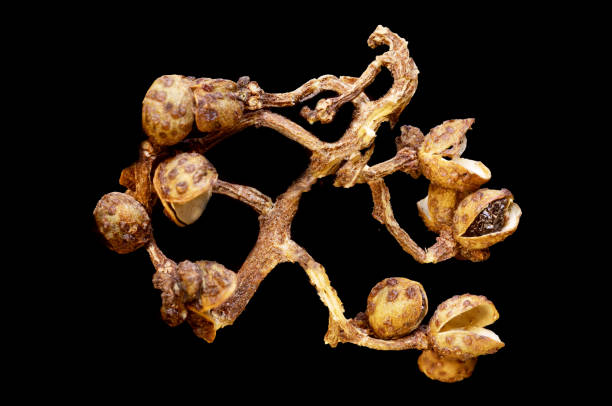 istock Indonesian andaliman wild pepper berry shell 1288146951