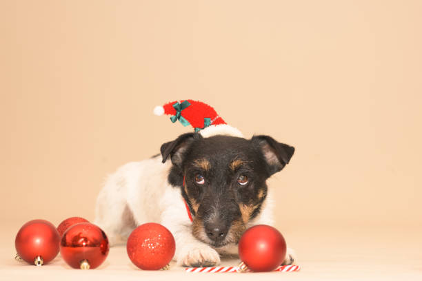 istock little cute Jack Russell Terrier Christmas dog 1288146969