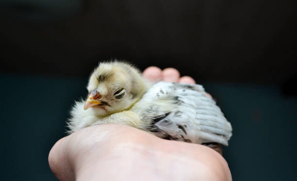 poussin dans la main - baby chicken human hand young bird bird photos et images de collection