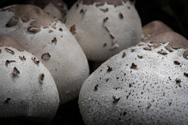 istock Edible wild mushroom 1288148388