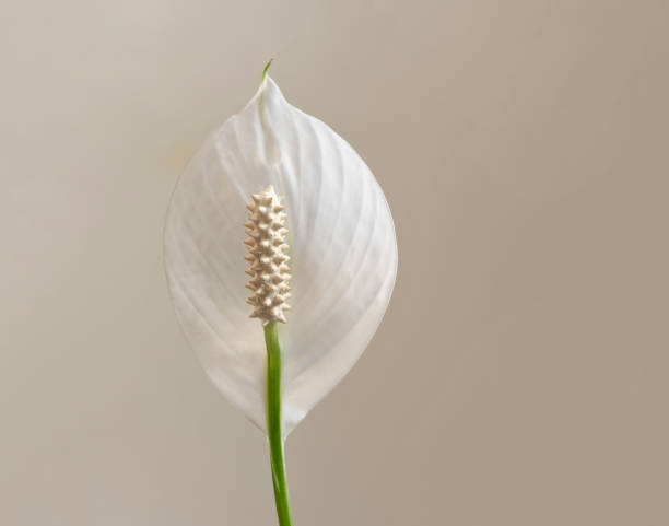 spathiphyllum: 평화 백합과 여성의 행복이라고도 불리는 하얀 향기로운 꽃. 중립 크림 색의 배경에 고립.. - peace lily lily stamen single flower 뉴스 사진 이미지
