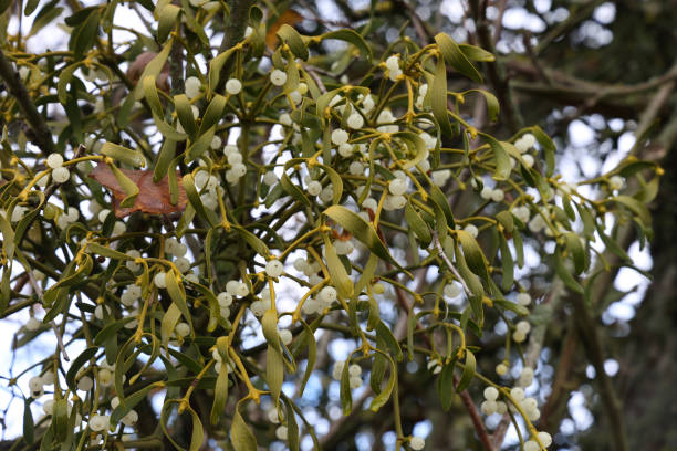istock White mistletoe plant hanging on the branch 1288150831