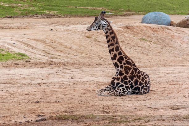 Giraffe seated on the ground in a dry field.