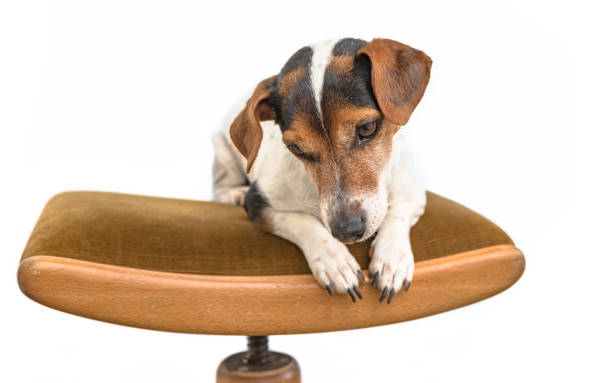 istock little cute Jack Russell dog is lying obediently on a stool. Background is white isolated 1288150981