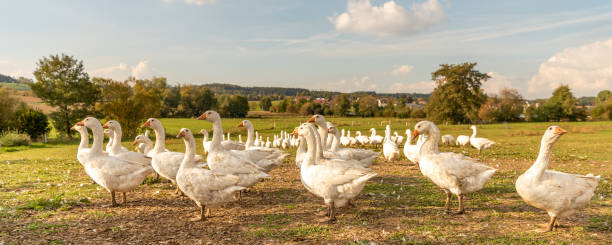 istock Many white fattening geese on a meadow 1288152093