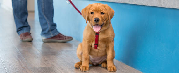 cachorro joven labrador con su dueño con correa en la recepción de una práctica veterinaria moderna - pets dog office vet fotografías e imágenes de stock
