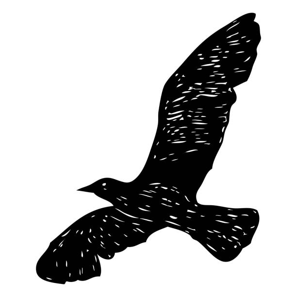 ilustraciones, imágenes clip art, dibujos animados e iconos de stock de gaviota negra, dibujado a mano trazos aves de gaviota marina. dibujo de boceto. tinta de tatuaje de flash cuerpo inspirador para marinero. vector náutico. - black pencil flash