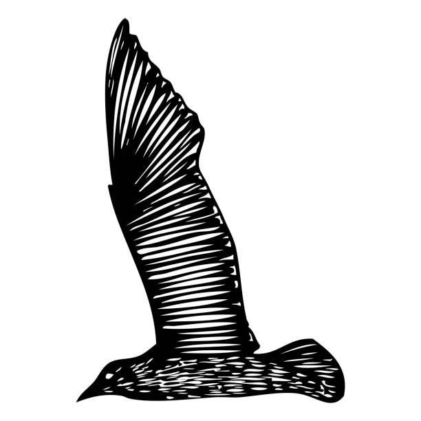 ilustraciones, imágenes clip art, dibujos animados e iconos de stock de gaviotas pájaro, bosque marinero náutico bosque. trazo negro de silueta de gaviota voladora sobre fondo blanco. dibujos marinos forma de ave de agua en vector. - black pencil flash